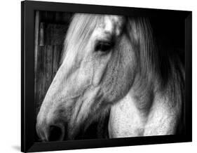 Old Friend-Stephen Arens-Framed Photographic Print