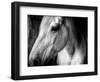 Old Friend-Stephen Arens-Framed Photographic Print