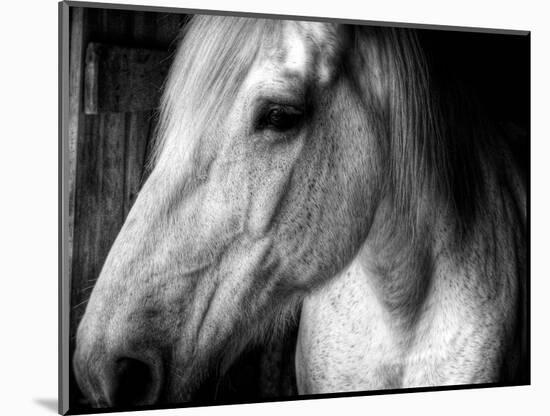 Old Friend-Stephen Arens-Mounted Photographic Print