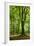 Old Gigantic Beeches in a Former Wood Pasture (Pastoral Forest), Sababurg, Hesse-Andreas Vitting-Framed Photographic Print