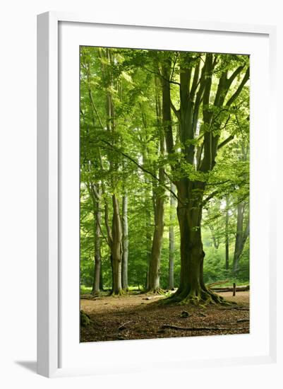 Old Gigantic Beeches in a Former Wood Pasture (Pastoral Forest), Sababurg, Hesse-Andreas Vitting-Framed Photographic Print