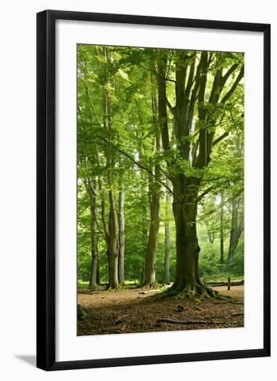 Old Gigantic Beeches in a Former Wood Pasture (Pastoral Forest), Sababurg, Hesse-Andreas Vitting-Framed Photographic Print