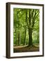 Old Gigantic Beeches in a Former Wood Pasture (Pastoral Forest), Sababurg, Hesse-Andreas Vitting-Framed Premium Photographic Print