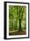 Old Gigantic Beeches in a Former Wood Pasture (Pastoral Forest), Sababurg, Hesse-Andreas Vitting-Framed Premium Photographic Print