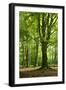 Old Gigantic Beeches in a Former Wood Pasture (Pastoral Forest), Sababurg, Hesse-Andreas Vitting-Framed Premium Photographic Print