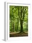 Old Gigantic Beeches in a Former Wood Pasture (Pastoral Forest), Sababurg, Hesse-Andreas Vitting-Framed Premium Photographic Print