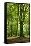 Old Gigantic Beeches in a Former Wood Pasture (Pastoral Forest), Sababurg, Hesse-Andreas Vitting-Framed Stretched Canvas