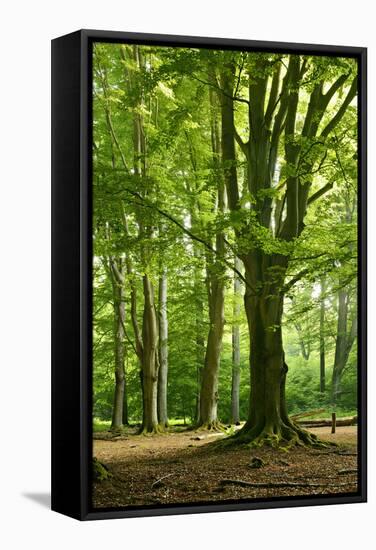 Old Gigantic Beeches in a Former Wood Pasture (Pastoral Forest), Sababurg, Hesse-Andreas Vitting-Framed Stretched Canvas