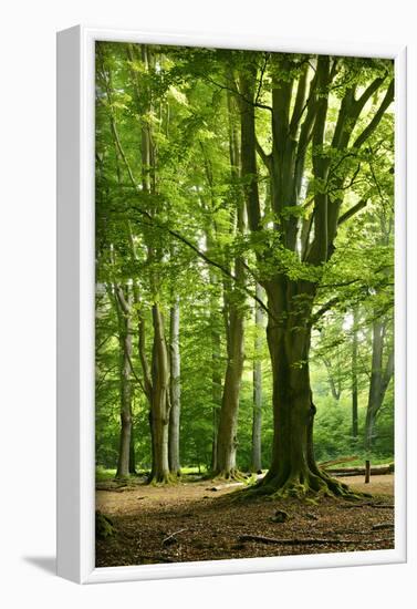 Old Gigantic Beeches in a Former Wood Pasture (Pastoral Forest), Sababurg, Hesse-Andreas Vitting-Framed Photographic Print