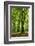 Old Gigantic Beeches in a Former Wood Pasture (Pastoral Forest), Sababurg, Hesse-Andreas Vitting-Framed Photographic Print