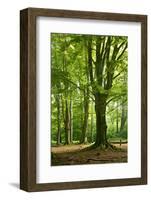 Old Gigantic Beeches in a Former Wood Pasture (Pastoral Forest), Sababurg, Hesse-Andreas Vitting-Framed Photographic Print