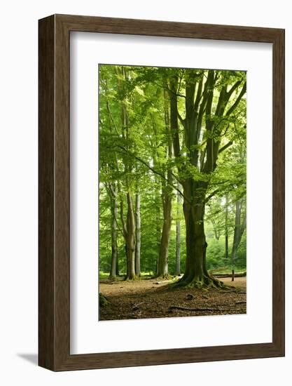 Old Gigantic Beeches in a Former Wood Pasture (Pastoral Forest), Sababurg, Hesse-Andreas Vitting-Framed Photographic Print