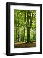 Old Gigantic Beeches in a Former Wood Pasture (Pastoral Forest), Sababurg, Hesse-Andreas Vitting-Framed Photographic Print