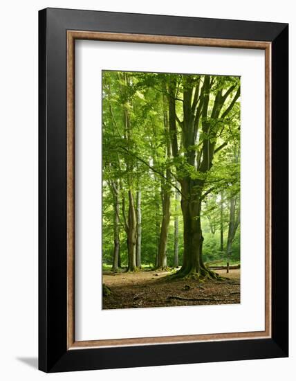 Old Gigantic Beeches in a Former Wood Pasture (Pastoral Forest), Sababurg, Hesse-Andreas Vitting-Framed Photographic Print