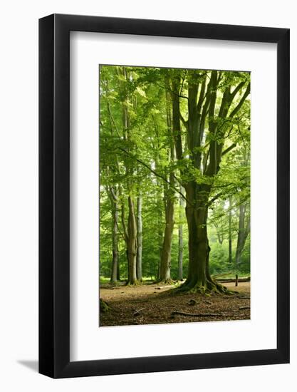 Old Gigantic Beeches in a Former Wood Pasture (Pastoral Forest), Sababurg, Hesse-Andreas Vitting-Framed Photographic Print