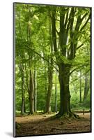 Old Gigantic Beeches in a Former Wood Pasture (Pastoral Forest), Sababurg, Hesse-Andreas Vitting-Mounted Photographic Print