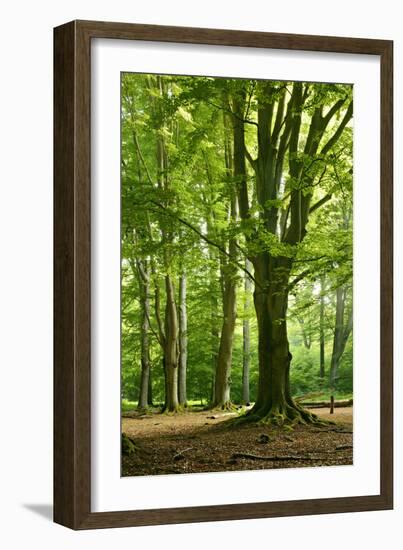 Old Gigantic Beeches in a Former Wood Pasture (Pastoral Forest), Sababurg, Hesse-Andreas Vitting-Framed Photographic Print