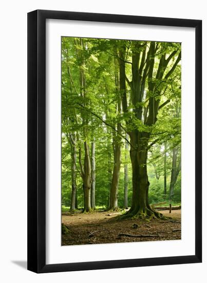 Old Gigantic Beeches in a Former Wood Pasture (Pastoral Forest), Sababurg, Hesse-Andreas Vitting-Framed Photographic Print