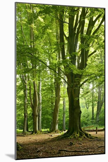 Old Gigantic Beeches in a Former Wood Pasture (Pastoral Forest), Sababurg, Hesse-Andreas Vitting-Mounted Photographic Print