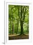 Old Gigantic Beeches in a Former Wood Pasture (Pastoral Forest), Sababurg, Hesse-Andreas Vitting-Framed Premium Photographic Print