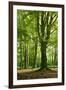 Old Gigantic Beeches in a Former Wood Pasture (Pastoral Forest), Sababurg, Hesse-Andreas Vitting-Framed Premium Photographic Print