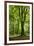 Old Gigantic Beeches in a Former Wood Pasture (Pastoral Forest), Sababurg, Hesse-Andreas Vitting-Framed Premium Photographic Print