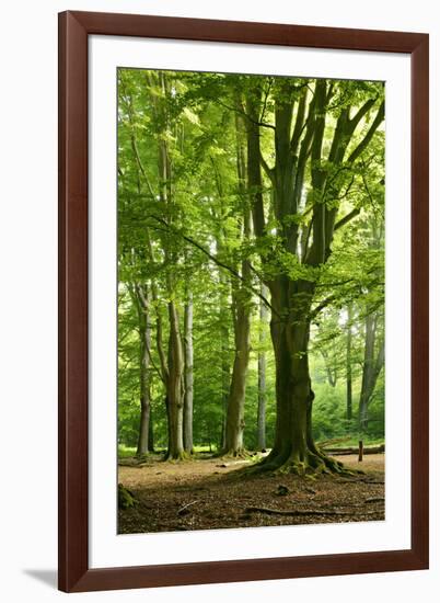 Old Gigantic Beeches in a Former Wood Pasture (Pastoral Forest), Sababurg, Hesse-Andreas Vitting-Framed Premium Photographic Print