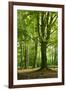 Old Gigantic Beeches in a Former Wood Pasture (Pastoral Forest), Sababurg, Hesse-Andreas Vitting-Framed Premium Photographic Print