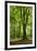 Old Gigantic Beeches in a Former Wood Pasture (Pastoral Forest), Sababurg, Hesse-Andreas Vitting-Framed Premium Photographic Print