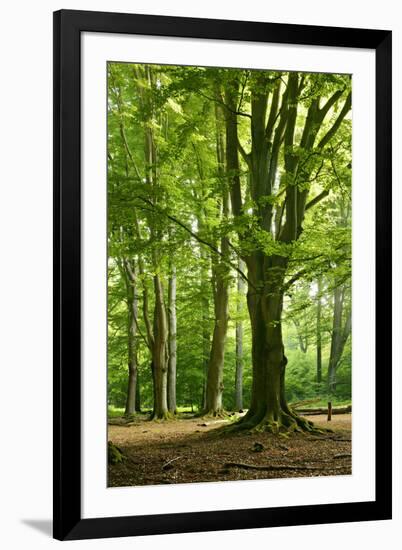 Old Gigantic Beeches in a Former Wood Pasture (Pastoral Forest), Sababurg, Hesse-Andreas Vitting-Framed Premium Photographic Print