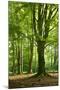 Old Gigantic Beeches in a Former Wood Pasture (Pastoral Forest), Sababurg, Hesse-Andreas Vitting-Mounted Premium Photographic Print