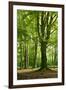 Old Gigantic Beeches in a Former Wood Pasture (Pastoral Forest), Sababurg, Hesse-Andreas Vitting-Framed Photographic Print