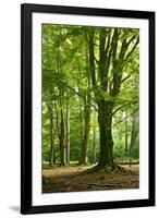 Old Gigantic Beeches in a Former Wood Pasture (Pastoral Forest), Sababurg, Hesse-Andreas Vitting-Framed Photographic Print