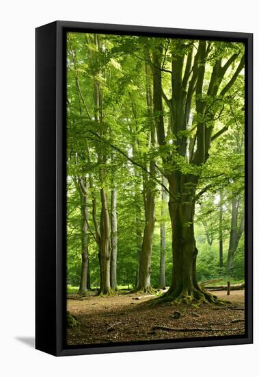 Old Gigantic Beeches in a Former Wood Pasture (Pastoral Forest), Sababurg, Hesse-Andreas Vitting-Framed Stretched Canvas