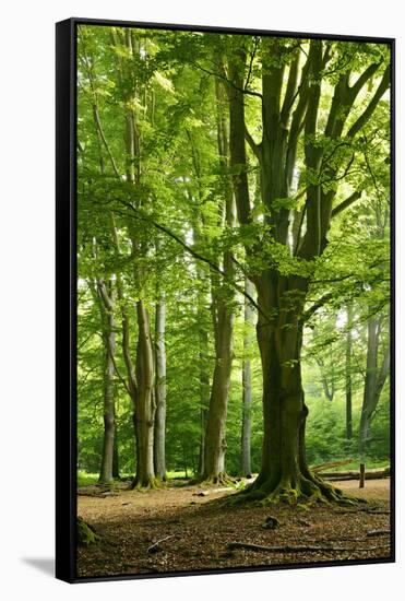 Old Gigantic Beeches in a Former Wood Pasture (Pastoral Forest), Sababurg, Hesse-Andreas Vitting-Framed Stretched Canvas