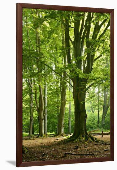 Old Gigantic Beeches in a Former Wood Pasture (Pastoral Forest), Sababurg, Hesse-Andreas Vitting-Framed Photographic Print