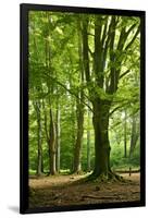 Old Gigantic Beeches in a Former Wood Pasture (Pastoral Forest), Sababurg, Hesse-Andreas Vitting-Framed Photographic Print