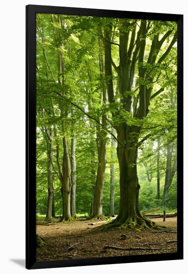 Old Gigantic Beeches in a Former Wood Pasture (Pastoral Forest), Sababurg, Hesse-Andreas Vitting-Framed Photographic Print