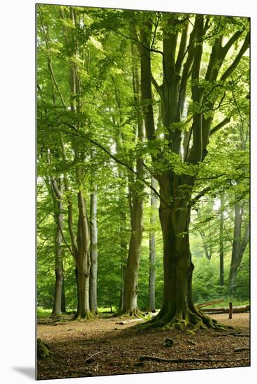 Old Gigantic Beeches in a Former Wood Pasture (Pastoral Forest), Sababurg, Hesse-Andreas Vitting-Mounted Premium Photographic Print