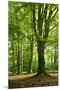 Old Gigantic Beeches in a Former Wood Pasture (Pastoral Forest), Sababurg, Hesse-Andreas Vitting-Mounted Premium Photographic Print