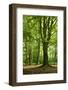 Old Gigantic Beeches in a Former Wood Pasture (Pastoral Forest), Sababurg, Hesse-Andreas Vitting-Framed Premium Photographic Print