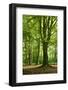 Old Gigantic Beeches in a Former Wood Pasture (Pastoral Forest), Sababurg, Hesse-Andreas Vitting-Framed Premium Photographic Print