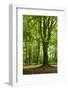 Old Gigantic Beeches in a Former Wood Pasture (Pastoral Forest), Sababurg, Hesse-Andreas Vitting-Framed Premium Photographic Print