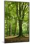 Old Gigantic Beeches in a Former Wood Pasture (Pastoral Forest), Sababurg, Hesse-Andreas Vitting-Mounted Premium Photographic Print