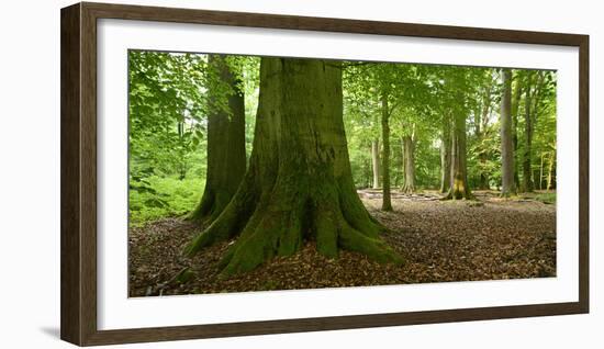 Old Gigantic Beeches in a Former Wood Pasture (Pastoral Forest), Sababurg, Hesse-Andreas Vitting-Framed Photographic Print