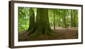 Old Gigantic Beeches in a Former Wood Pasture (Pastoral Forest), Sababurg, Hesse-Andreas Vitting-Framed Photographic Print