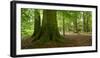 Old Gigantic Beeches in a Former Wood Pasture (Pastoral Forest), Sababurg, Hesse-Andreas Vitting-Framed Photographic Print