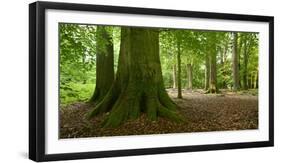 Old Gigantic Beeches in a Former Wood Pasture (Pastoral Forest), Sababurg, Hesse-Andreas Vitting-Framed Photographic Print