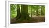 Old Gigantic Beeches in a Former Wood Pasture (Pastoral Forest), Sababurg, Hesse-Andreas Vitting-Framed Photographic Print