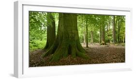 Old Gigantic Beeches in a Former Wood Pasture (Pastoral Forest), Sababurg, Hesse-Andreas Vitting-Framed Photographic Print